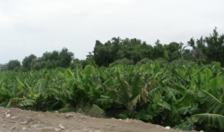 Large Blaze Ravages Banana Farms in Abyan, Yemen