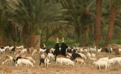 [Houthi Leader Abducts Two Shepherd Girls in Qa’atabah, Yemen