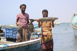 UNDP-Led Fisheries Project Trains 3,000 Yemeni Fishermen to Boost Sustainability and Coastal Livelihoods